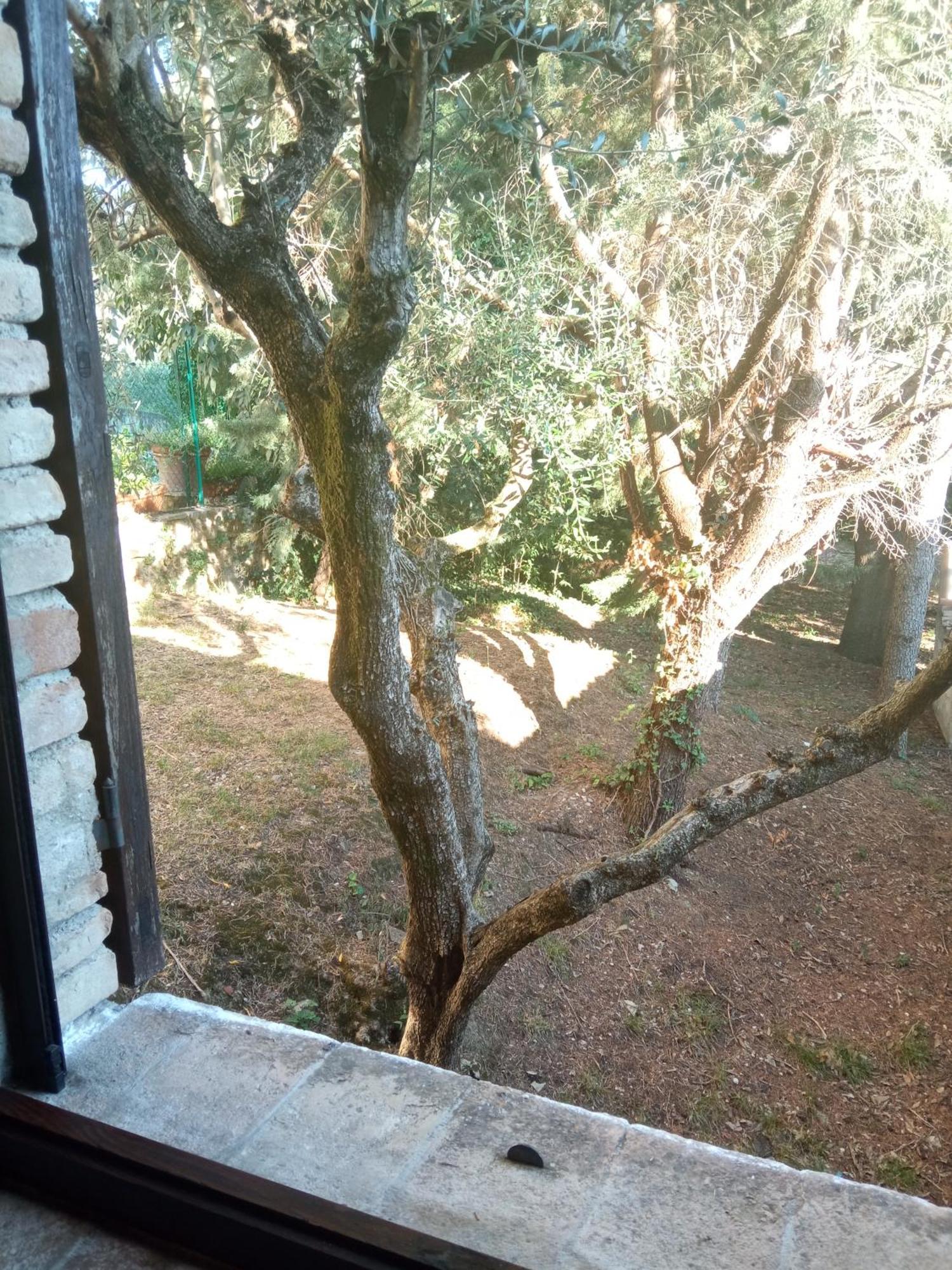 All'ombra Di San Damiano Assisi